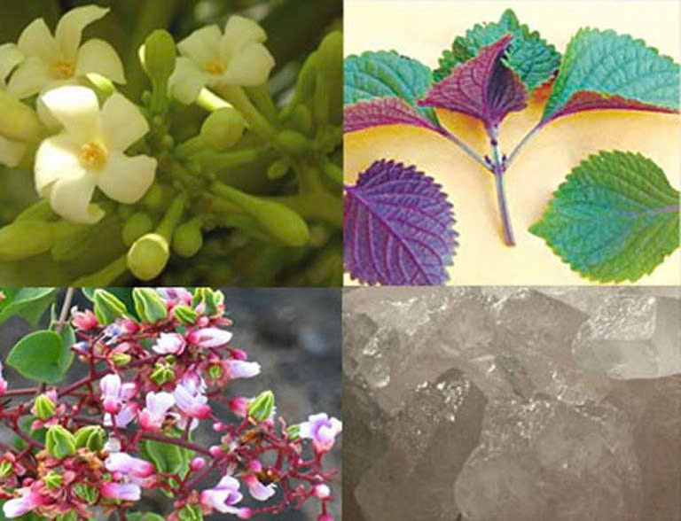Phòng khám Y học cổ truyền – Trạm Y tế xã Tây Phương chia sẻ mẹo dân gian hỗ trợ giảm ho có đờm